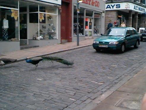 Typisches Verkehrshindernis in Schottland ...