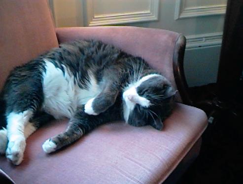 Move over, Garfield! Here comes Willow ...