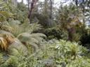 Inverewe Garden